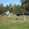 dogs, fun & more » Agility