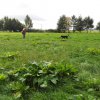 dogs, fun & more » Dummy