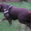 dogs, fun & more » Such & Hilf