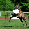 dogs, fun & more » Frisbee